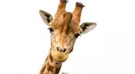 Découvrez plus de 300 animaux au zoo de Maubeuge