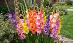 Flower Bulb Collections: Bleeding Hearts, Baby's Breath, Gladiolus, Bee & Butterfly Garden