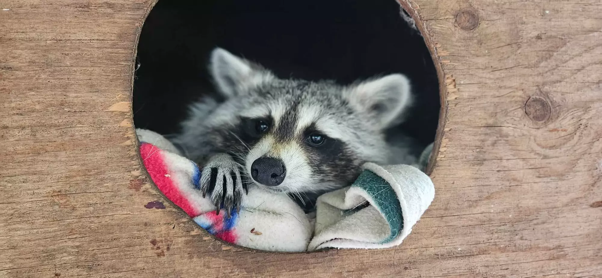 Get Close to Wildlife Adventures & Animal Encounters in Springfield