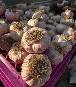 Cleveland Garlic Festival: Food, Fun & Community in Shaker Square