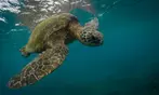 Waikiki Sunset & Fireworks Cruise Double Decker Catamaran Deal