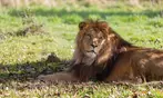 Découvrez Lumigny Safari Réserve et Terre de Singes