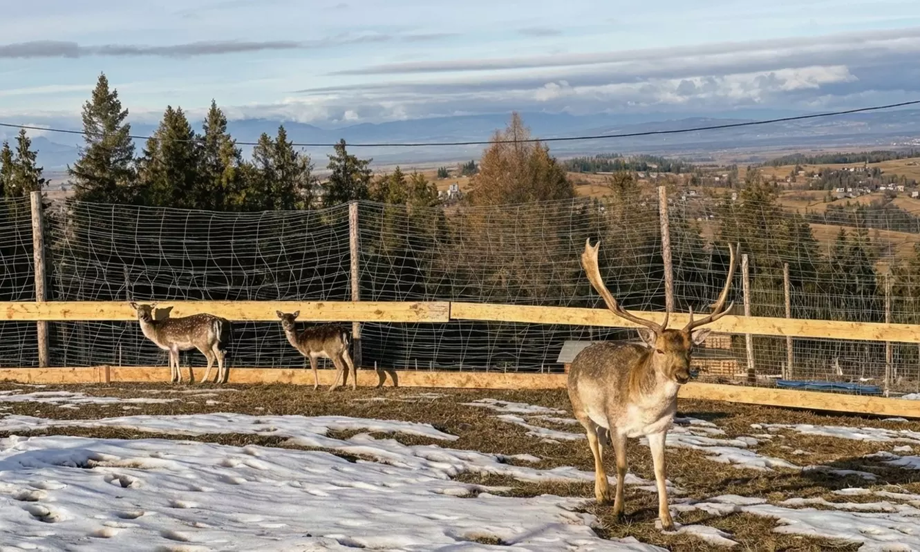Bilety wstępu do Mini Zoo w Parku Gubałówka w Zakopanem