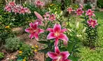 Flower Bulb Collections: Bleeding Hearts, Baby's Breath, Gladiolus, Bee & Butterfly Garden