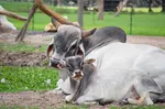 Drive-Thru Safari Deals & Discounts with BBQ Lunch