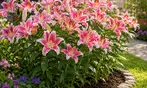 Flower Bulb Collections: Bleeding Hearts, Baby's Breath, Gladiolus, Bee & Butterfly Garden