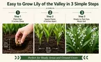 Perennial Lillies For Your Garden: Three Different Options to Gift