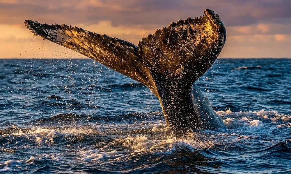 Whale Watching Deals & Discounts at Legacy Whale Watch - Up to 52% Off
