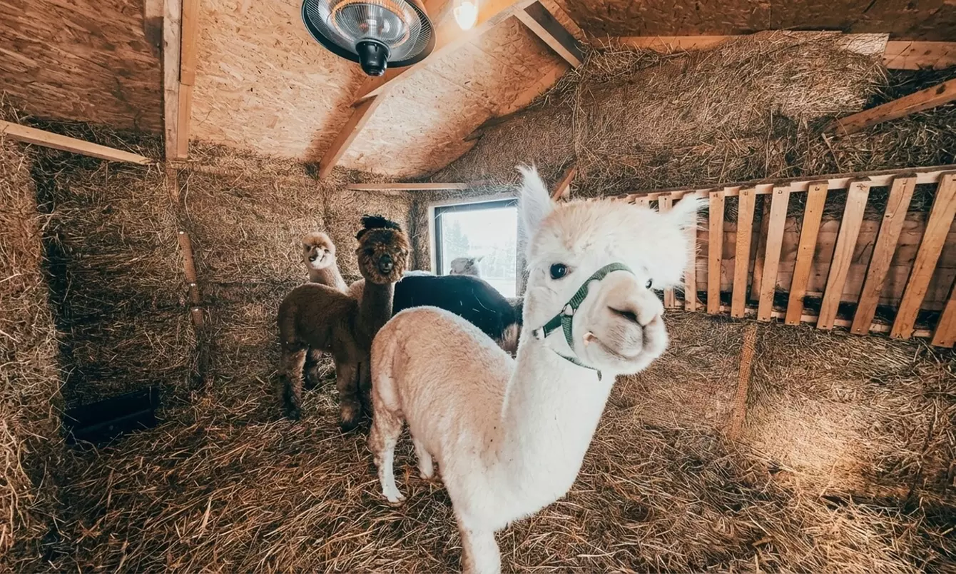 Bilety wstępu do Mini Zoo w Parku Gubałówka w Zakopanem