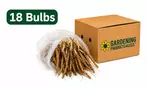 Flower Bulb Collections: Bleeding Hearts, Baby's Breath, Gladiolus, Bee & Butterfly Garden