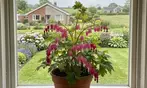Flower Bulb Collections: Bleeding Hearts, Baby's Breath, Gladiolus, Bee & Butterfly Garden