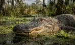 Everglades Airboat Tour Deals & Discounts