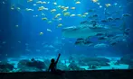 Georgia Aquarium General Admission Ticket Deals
