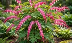 Flower Bulb Collections: Bleeding Hearts, Baby's Breath, Gladiolus, Bee & Butterfly Garden