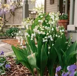 Perennial Lillies For Your Garden: Three Different Options to Gift