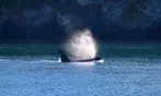 3-4 Hour Guaranteed Whale Watch Tour with Island Adventures