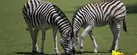 Wow safari thoiry : billet adulte ou enfant