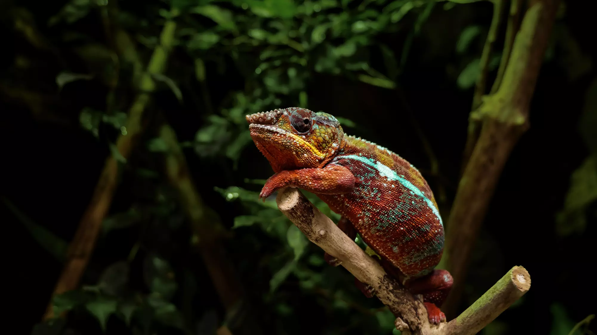 Tageseintritt in die Biosphäre Potsdam für 1 - 5 Personen