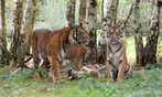 Découvrez Lumigny Safari Réserve et Terre de Singes
