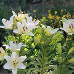 Perennial Lillies For Your Garden: Three Different Options to Gift