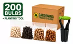 Flower Bulb Collections: Bleeding Hearts, Baby's Breath, Gladiolus, Bee & Butterfly Garden