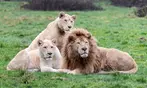Découvrez Lumigny Safari Réserve et Terre de Singes