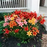 Perennial Lillies For Your Garden: Three Different Options to Gift