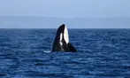3-4 Hour Guaranteed Whale Watch Tour with Island Adventures