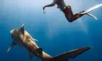 Cageless Shark Snorkeling – Oahu's North Shore, Hawaii