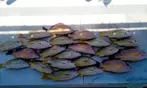 Waikiki Fishing Tour – Catch & Keep Your Hawaiian Fish