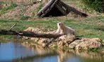 Découvrez Lumigny Safari Réserve et Terre de Singes