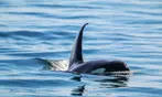 3-4 Hour Guaranteed Whale Watch Tour with Island Adventures