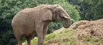 Wow safari thoiry : billet adulte ou enfant