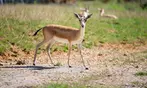 Wow safari thoiry : billet adulte ou enfant
