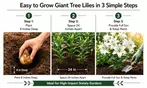 Perennial Lillies For Your Garden: Three Different Options to Gift