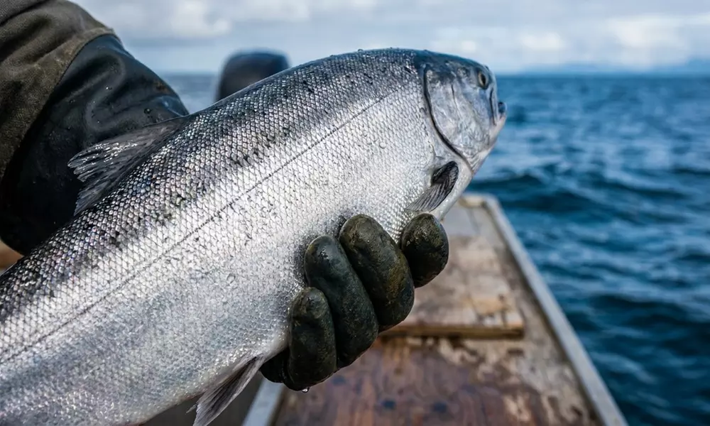 Luxury Salmon & Rock Fishing Charter – Seward, Alaska