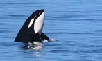 3-4 Hour Guaranteed Whale Watch Tour with Island Adventures