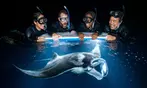 Enjoy 2 hrs Manta Tour (45 Min Water Time) at Kona Mantas, Kailua-Kona