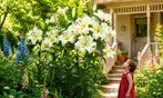 Perennial Lillies For Your Garden: Three Different Options to Gift