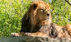 Découvrez plus de 300 animaux au zoo de Maubeuge