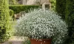 Flower Bulb Collections: Bleeding Hearts, Baby's Breath, Gladiolus, Bee & Butterfly Garden