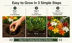 Perennial Lillies For Your Garden: Three Different Options to Gift