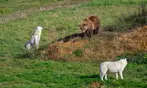 Découvrez Lumigny Safari Réserve et Terre de Singes