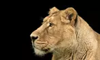 Découvrez plus de 300 animaux au zoo de Maubeuge