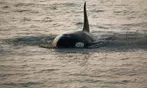 3-4 Hour Guaranteed Whale Watch Tour with Island Adventures