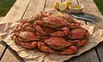 Premium Large Maryland Blue Crabs - Perfect Gift!