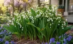 Perennial Lillies For Your Garden: Three Different Options to Gift