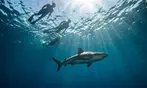 Cageless Shark Snorkeling – Oahu's North Shore, Hawaii