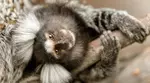 Découvrez plus de 300 animaux au zoo de Maubeuge