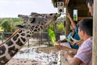 Drive-Thru Safari Deals & Discounts with BBQ Lunch